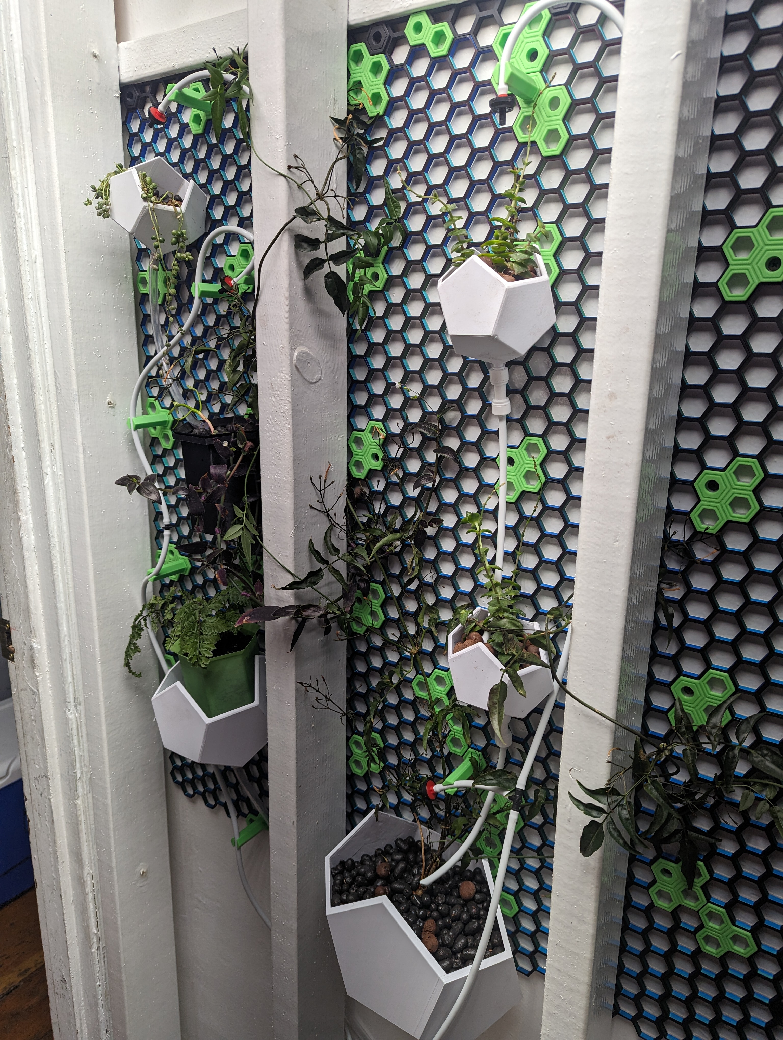 Hydroponic System for HSW