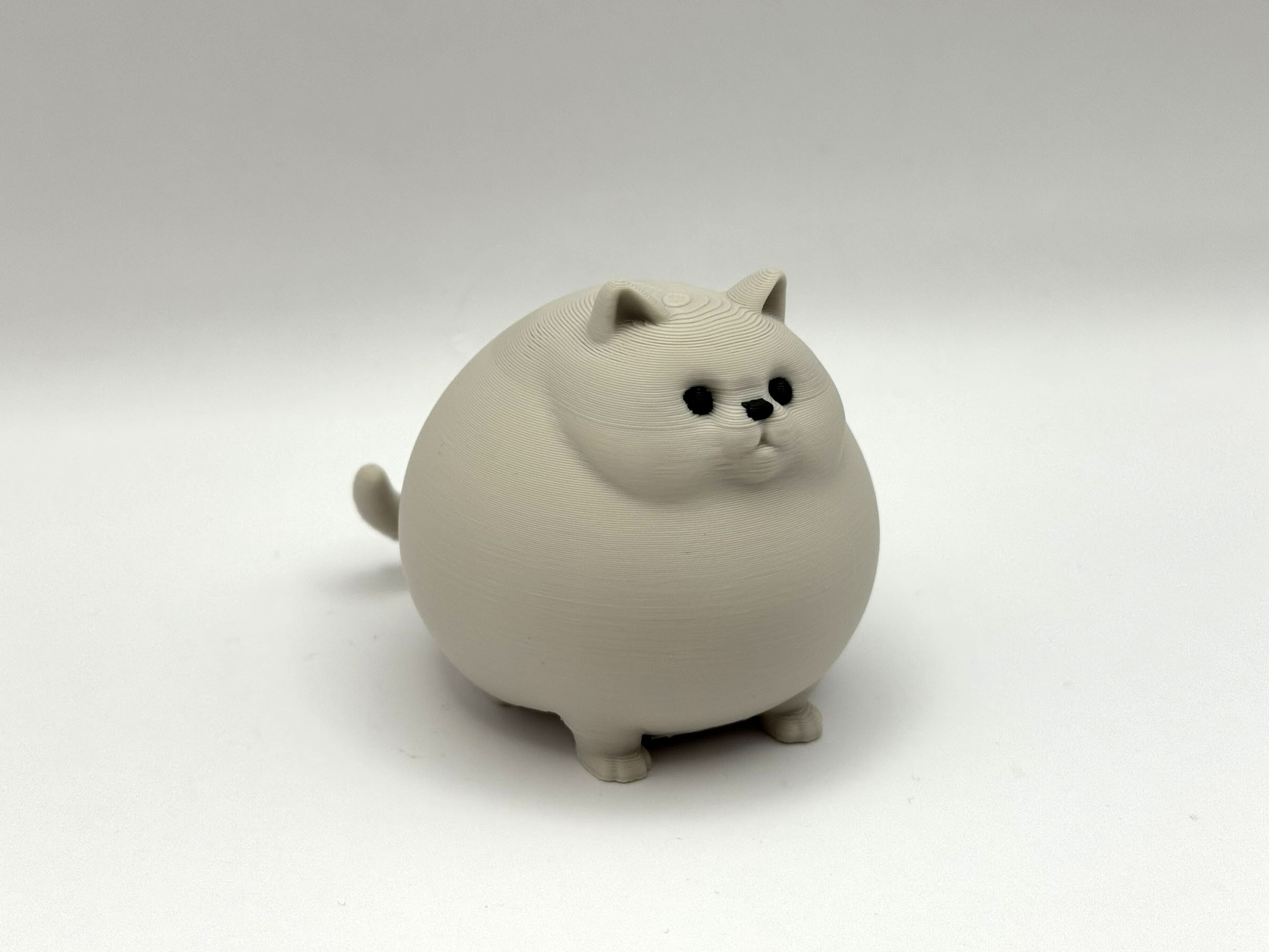 Huge Chonky Kitty