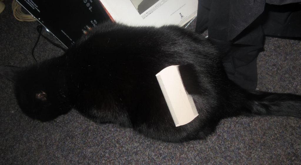 Double Flea Comb for Cat or Monkey