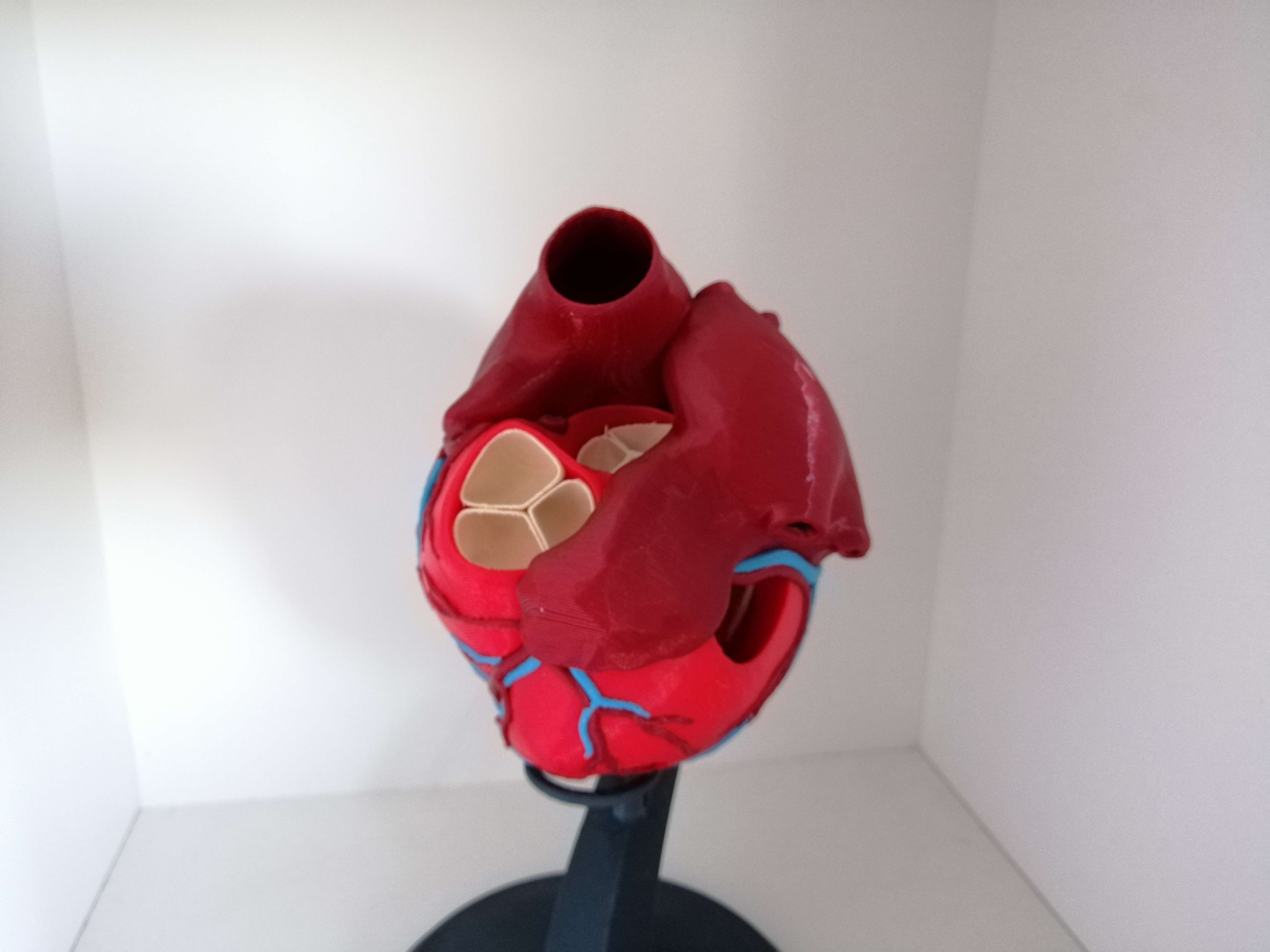 Miniatura 2 do modelo 3D Anatomic Heart (multi material)