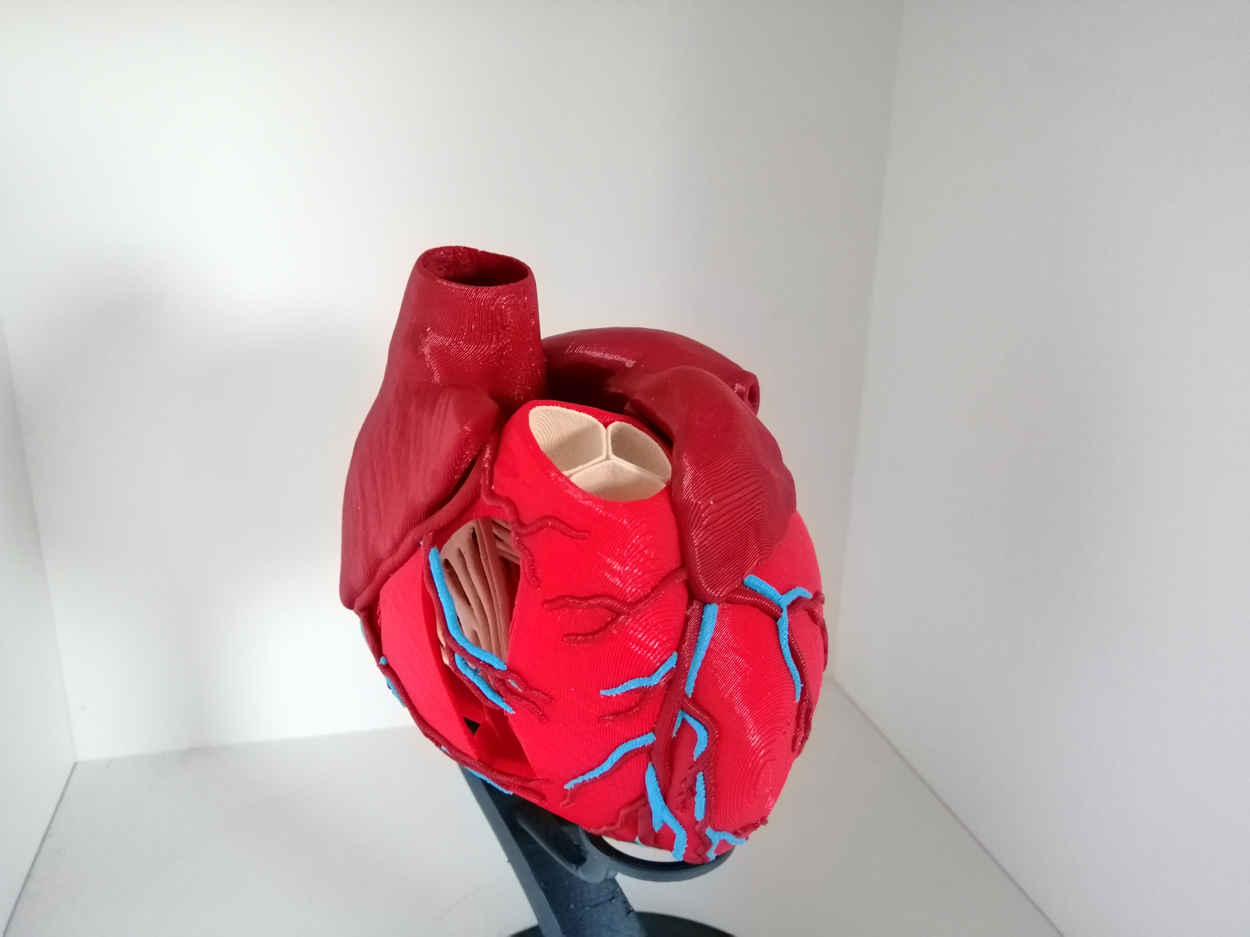 Miniatura 6 do modelo 3D Anatomic Heart (multi material)