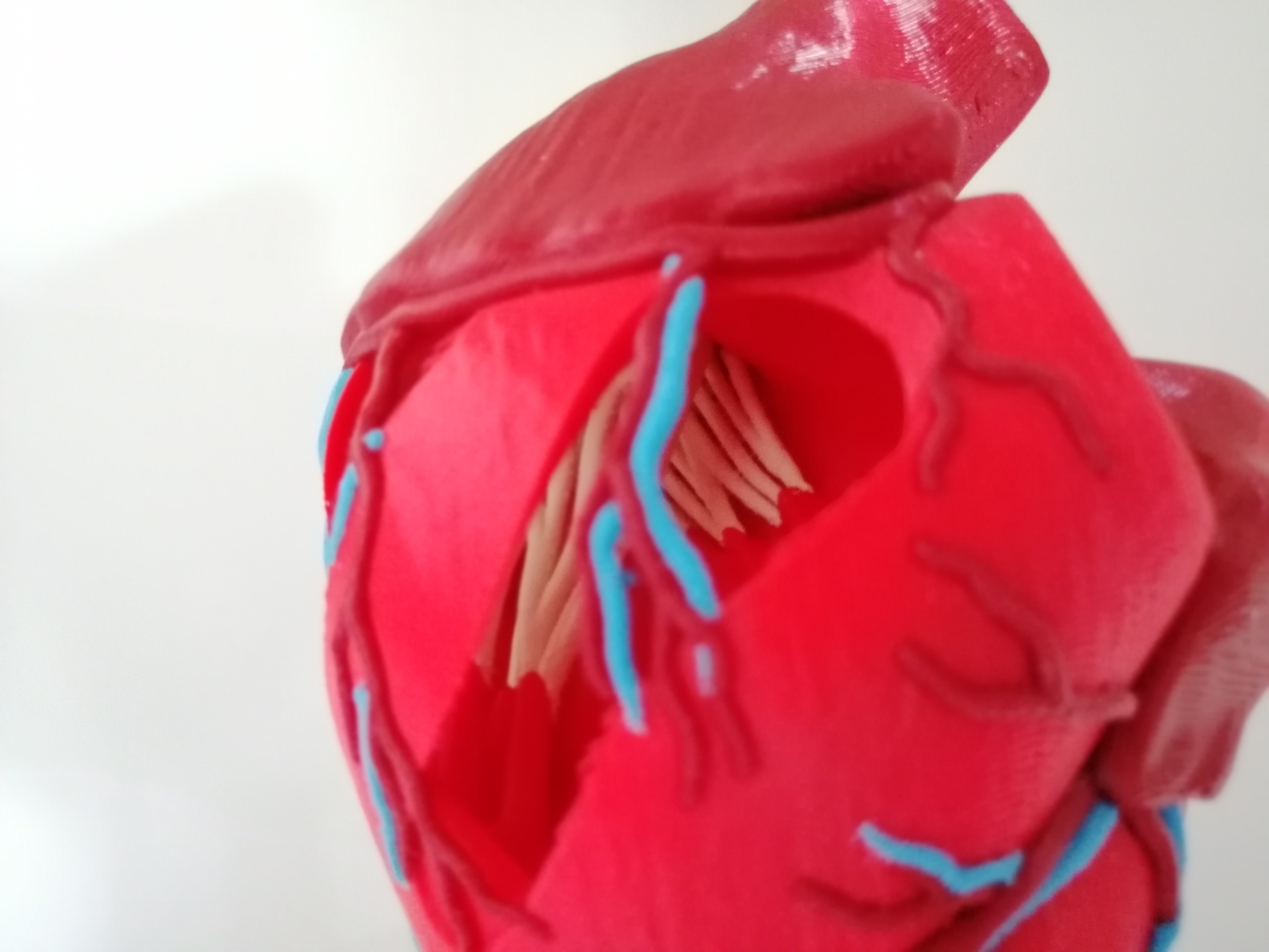 Miniatura 4 do modelo 3D Anatomic Heart (multi material)
