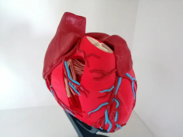Anatomic Heart (multi material)