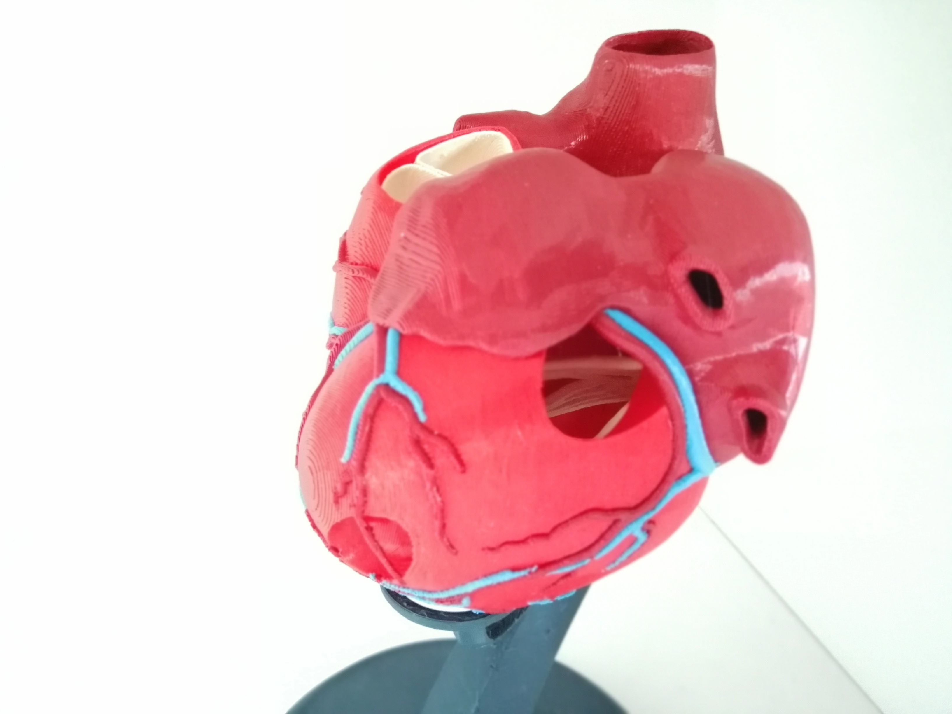 Miniatura 3 do modelo 3D Anatomic Heart (multi material)