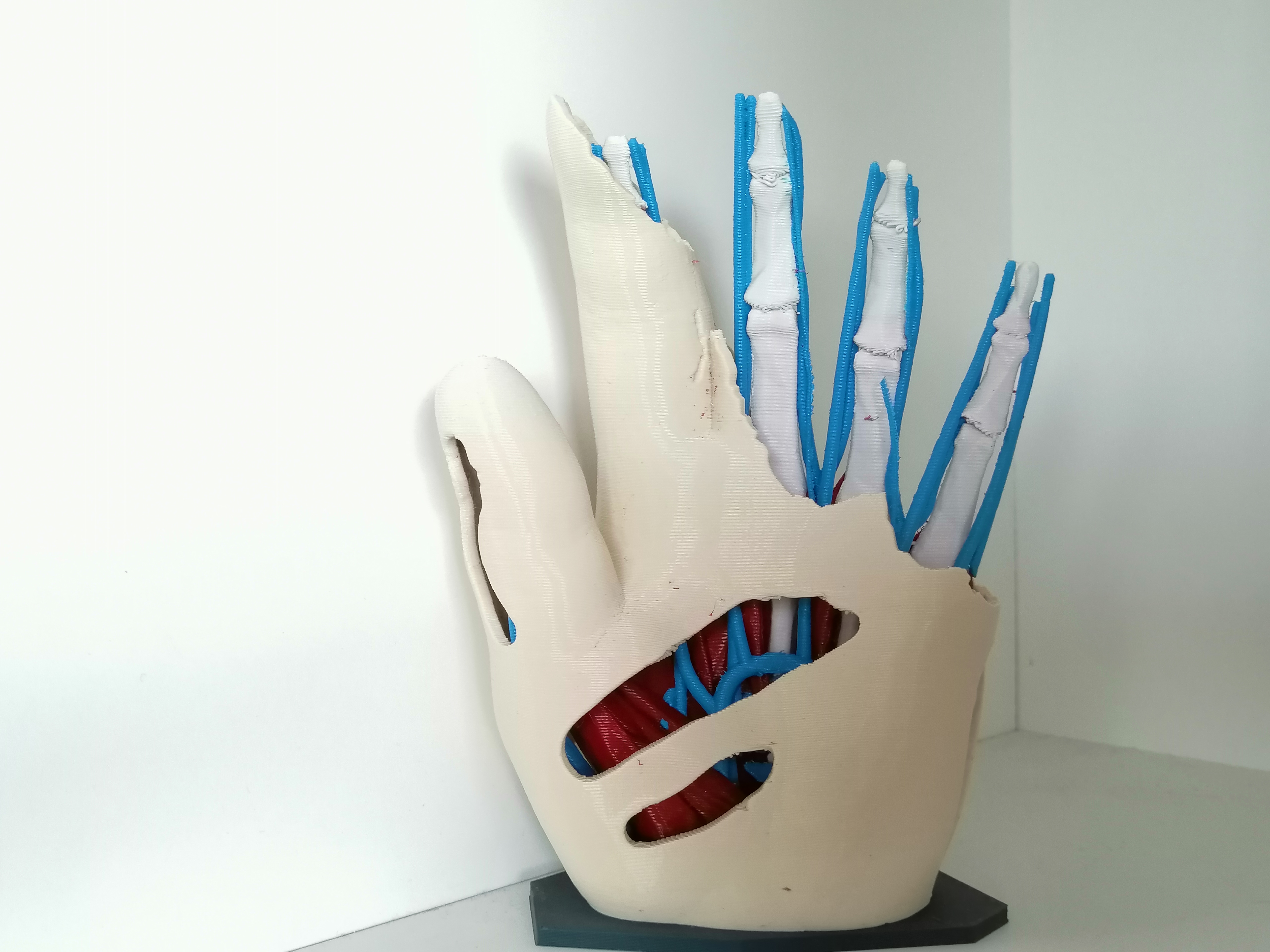 Anatomic Hand (multi material)