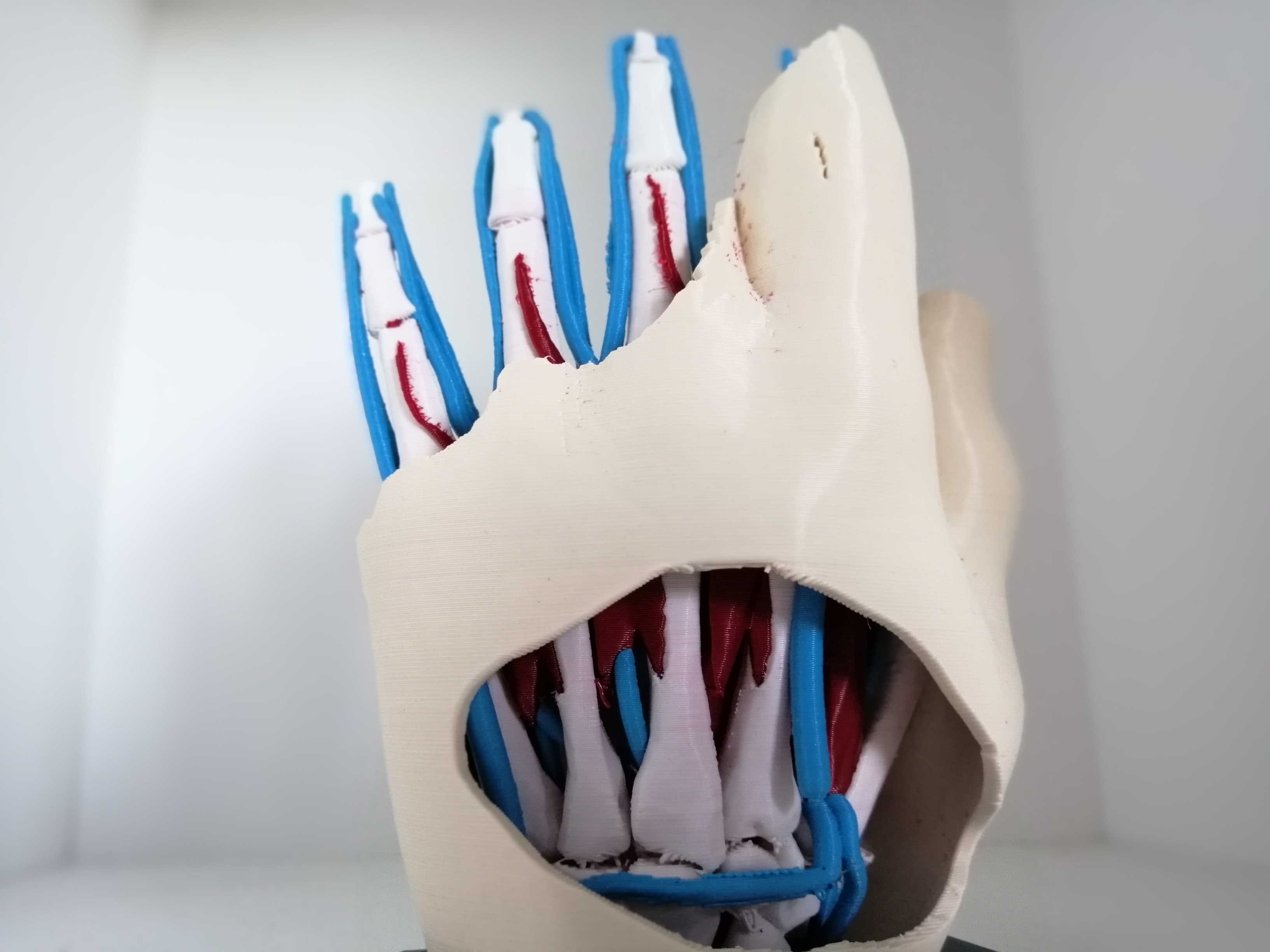 Miniatura 2 do modelo 3D Anatomic Hand (multi material)