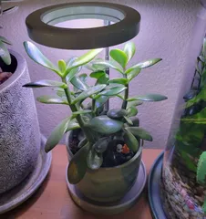 Grow Light Pot Base