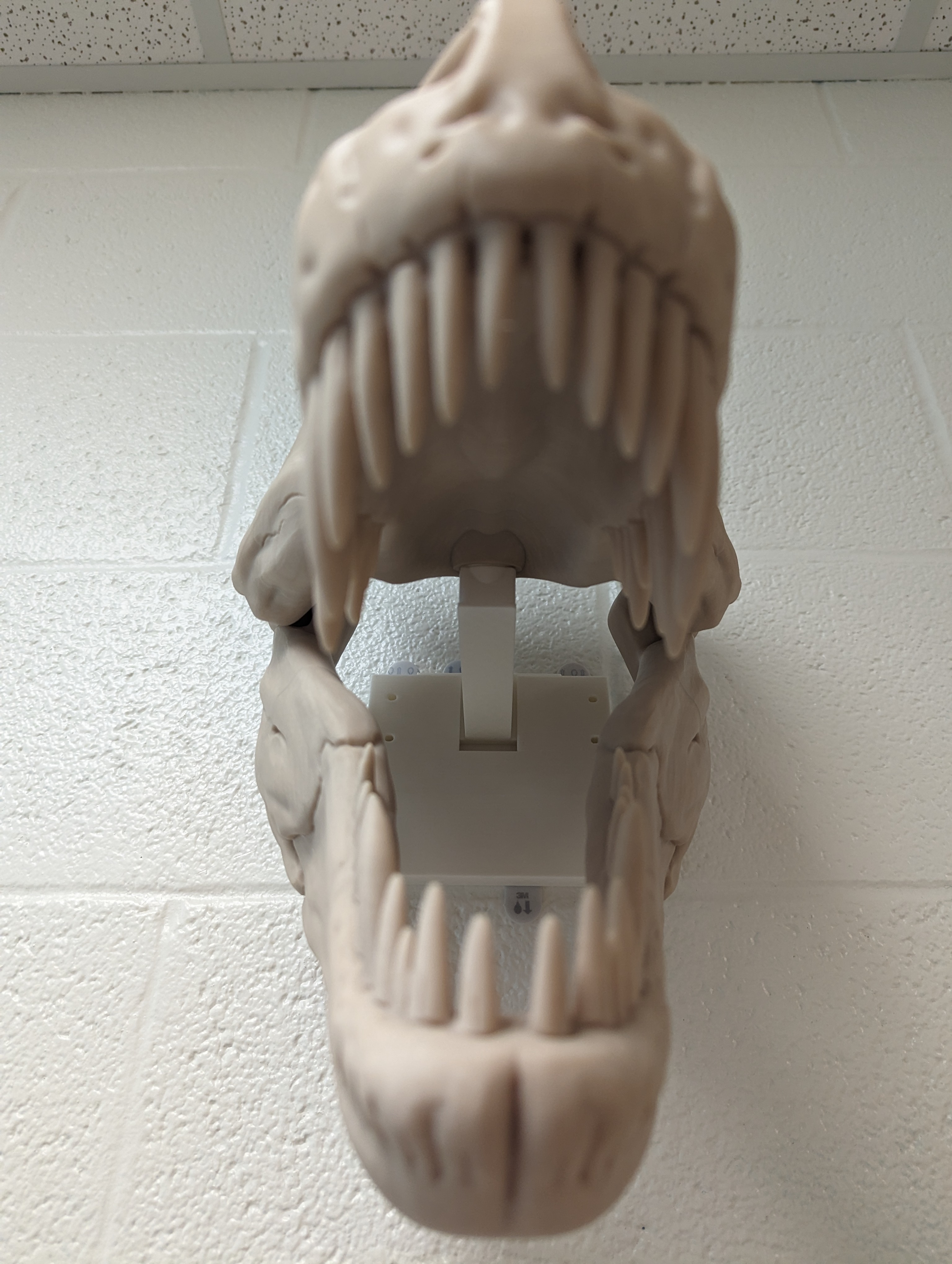 Threaded wall mount for T-Rex Skull Double Size
