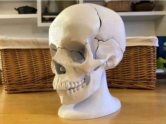 Full Size Anatomically-Correct 18-Piece Magnetic Human Skull Model by  Thomas Waurich, Download free STL model