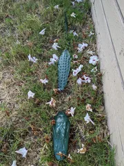 Carpet/Grass Gator