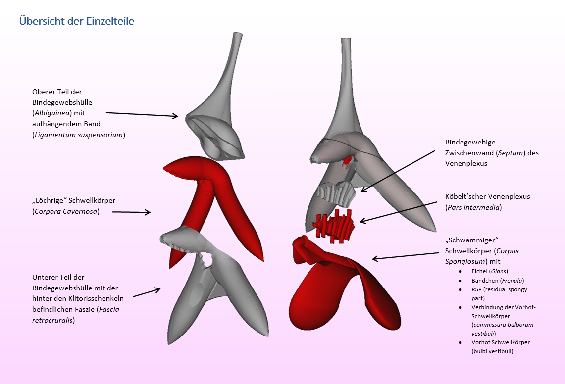 [Beta Version] Anatomic Model of the Clitoris for Education