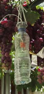 Wasp Trap bottle water