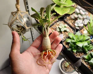 Adenium Caudex and Root Trainer