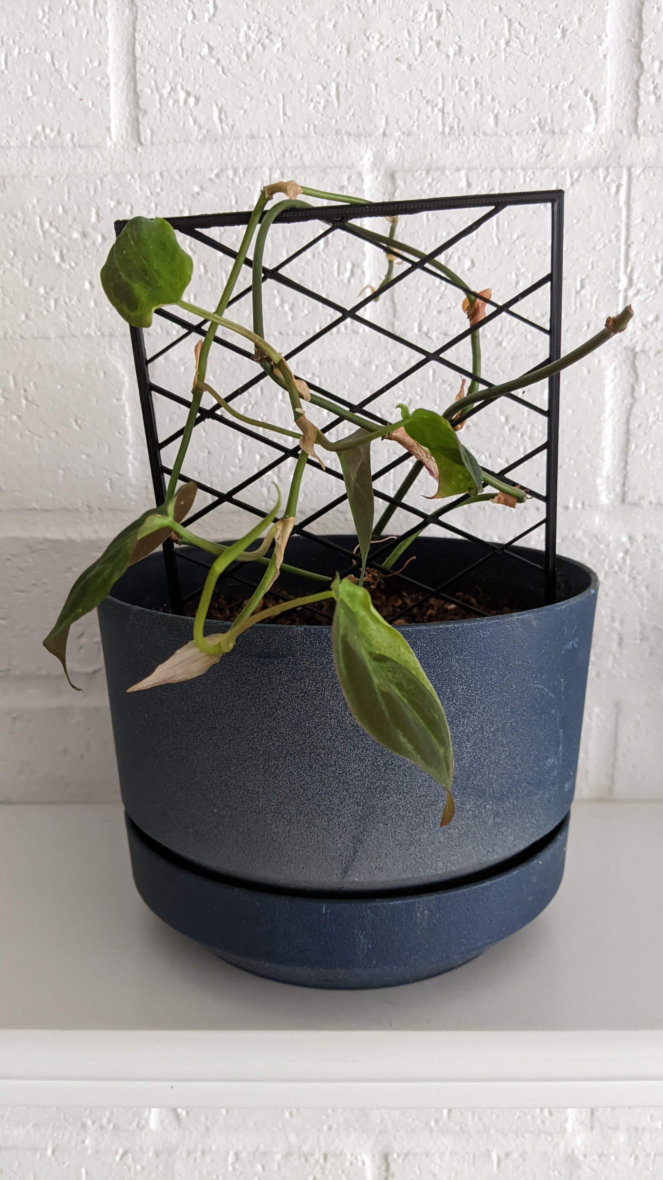 Plant Lattice 5"/ 12.7 cm by SixFootFive Download free STL model