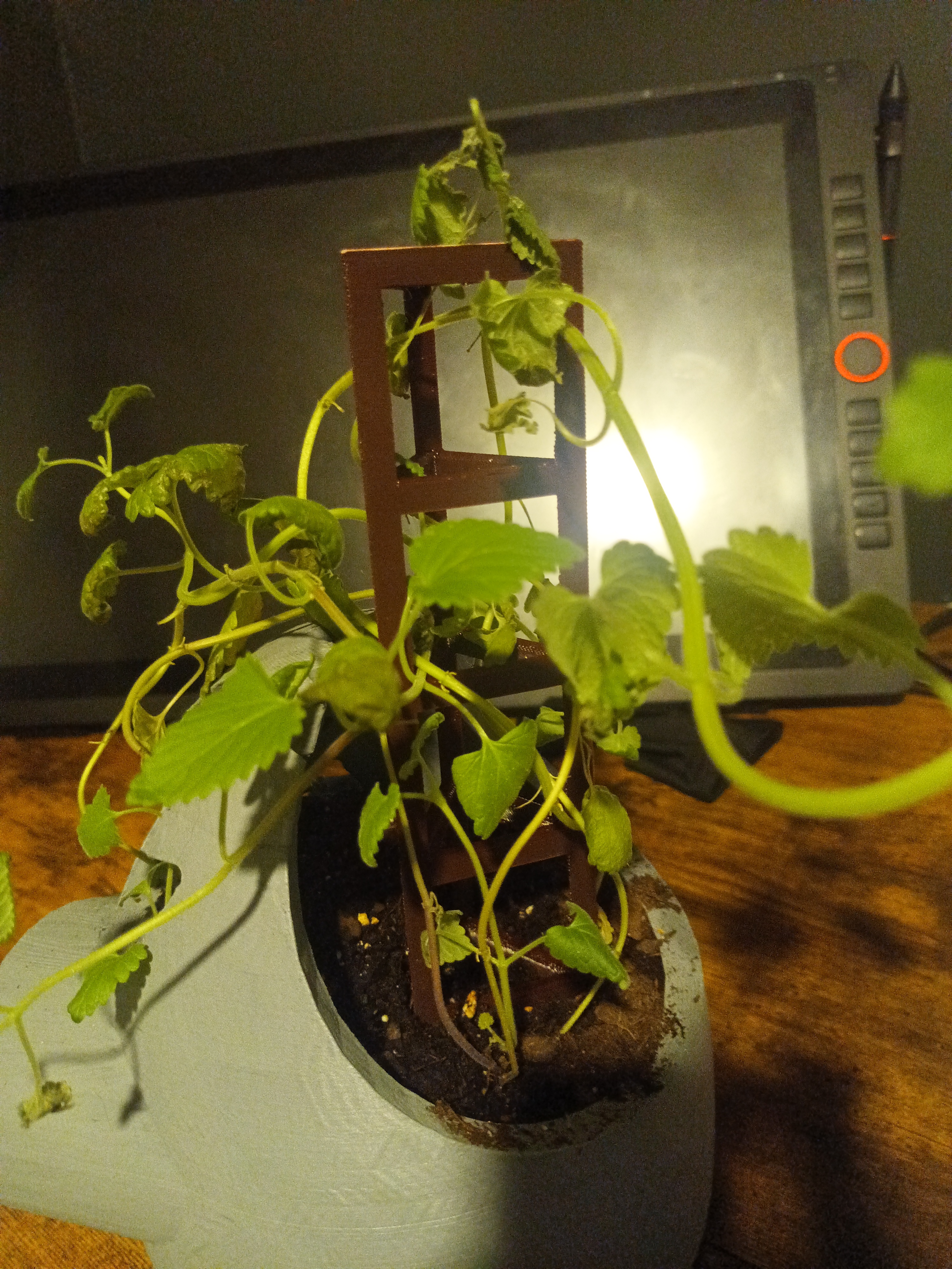 Simple Potted Plant Trellis