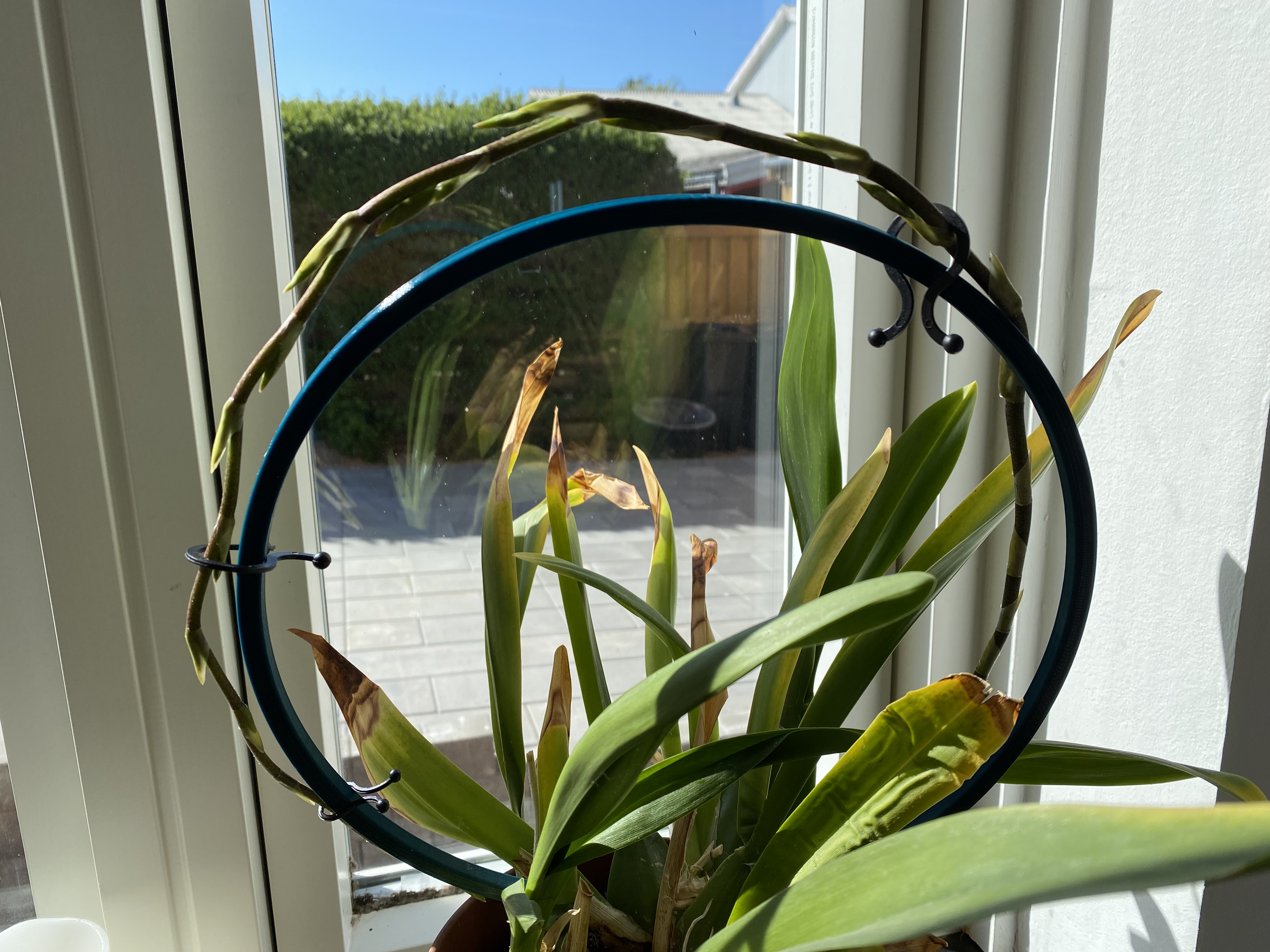 Orchid or hoya support with clips