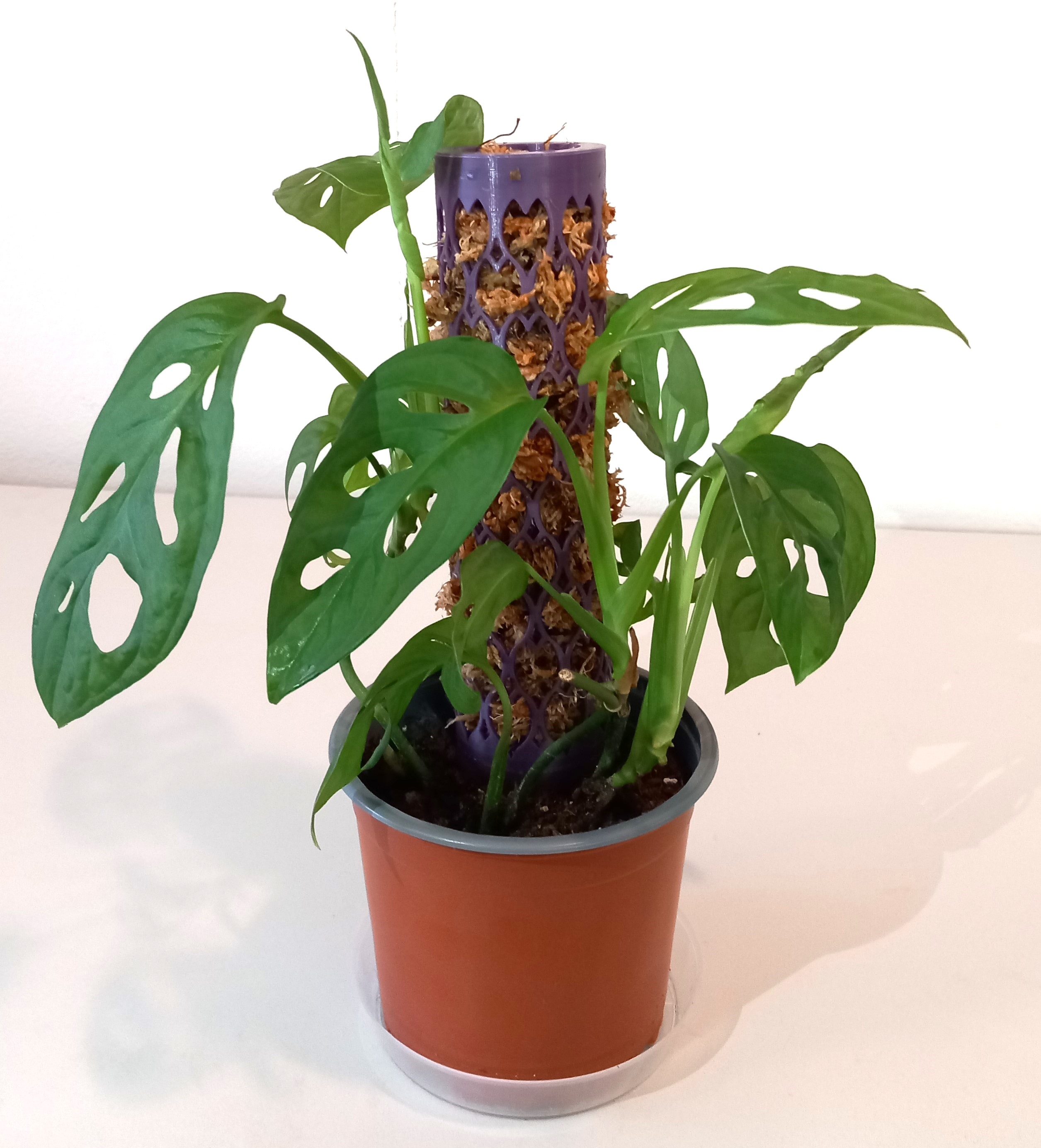 LEAF Moss Pole by PetrK Download free STL model