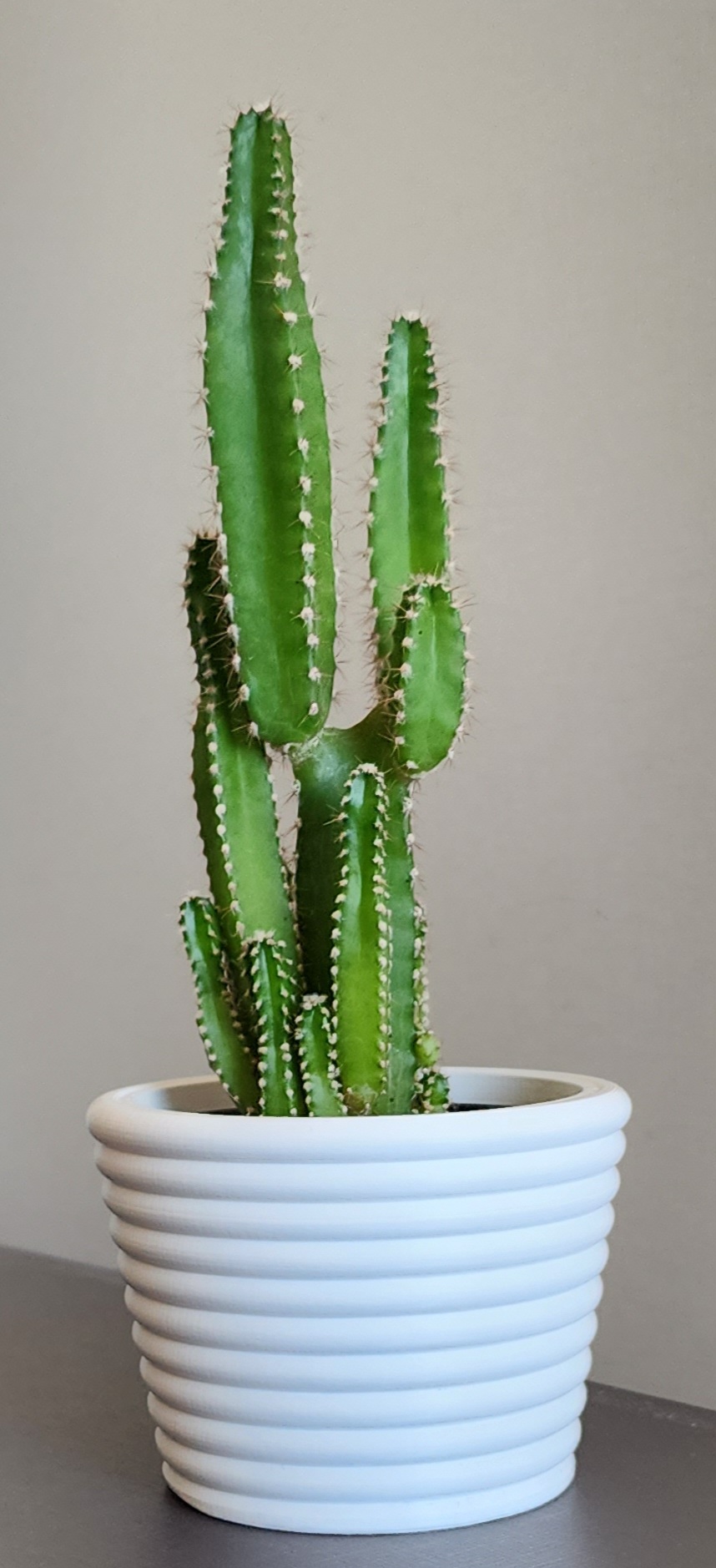Plant Pot