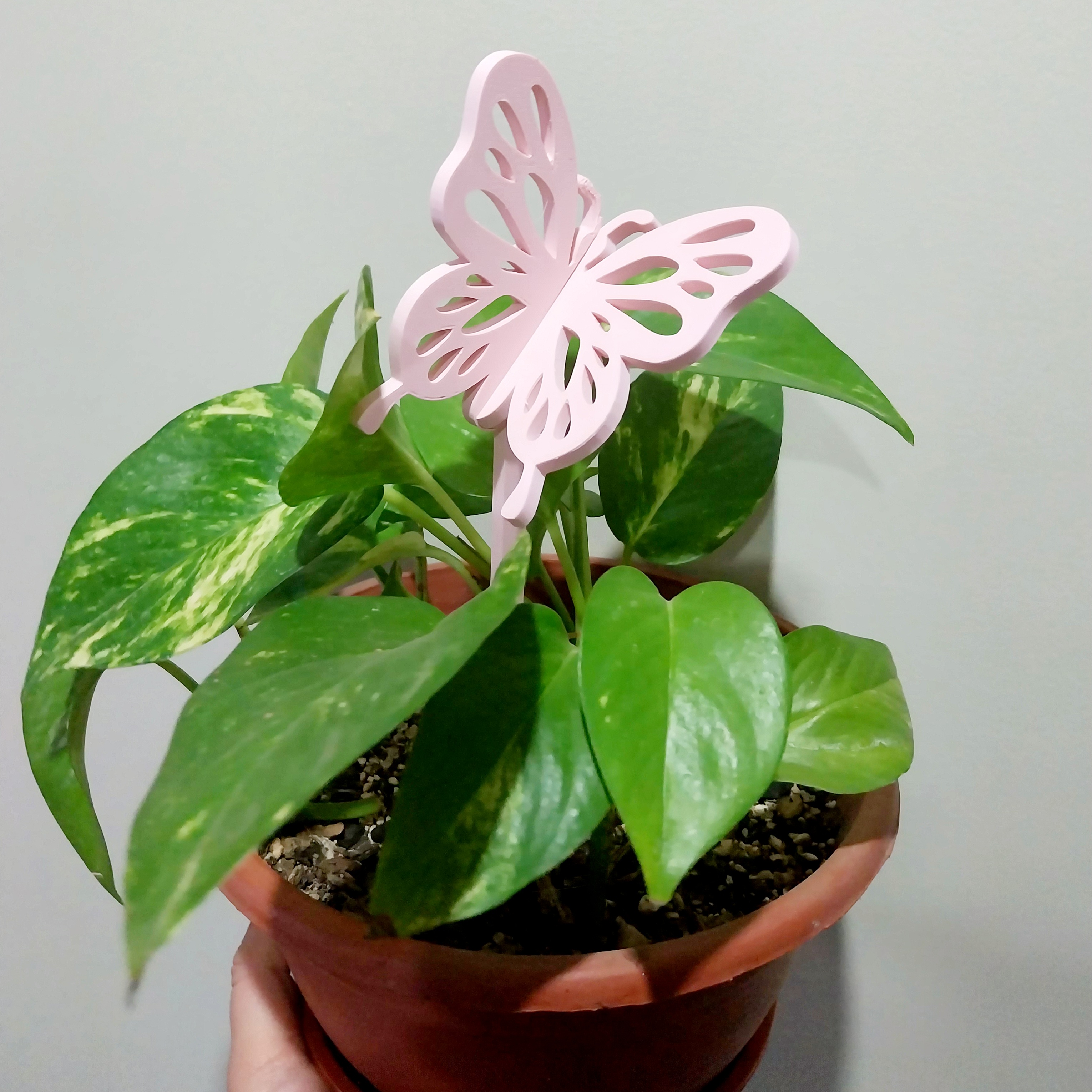 Tutor Mariposa