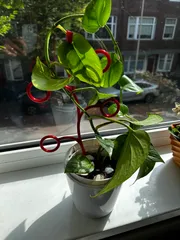 Extendable plant climber
