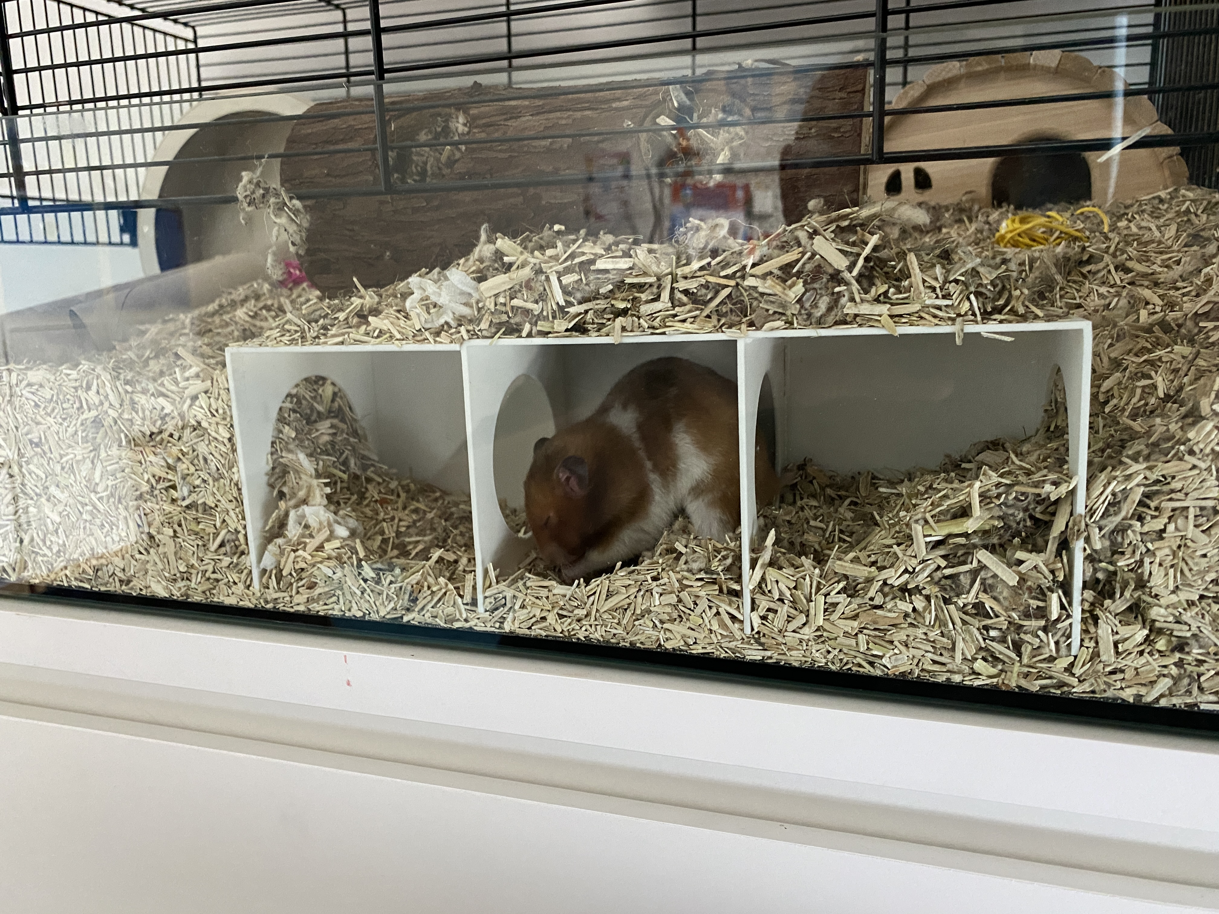 Hamster Hide / Burrow (multi-chamber)
