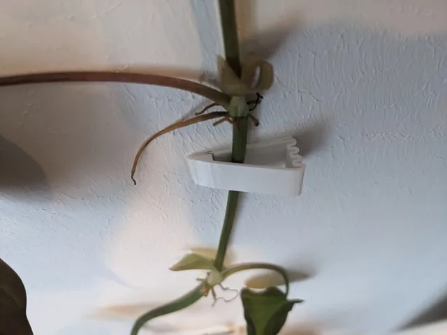 Wall holder