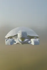 Flexi Turtle