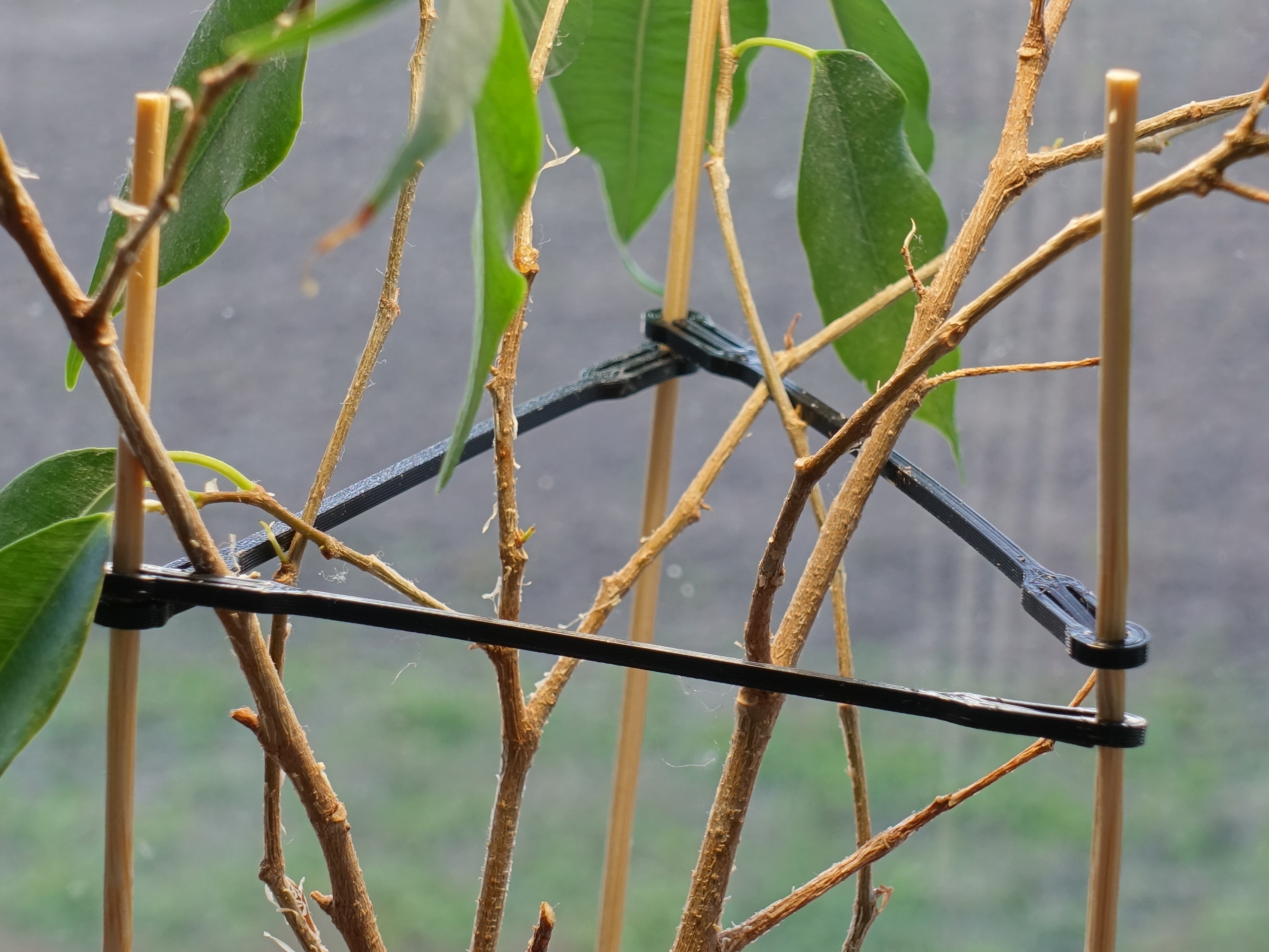 Dinky Bamboo Skewer Plant Support