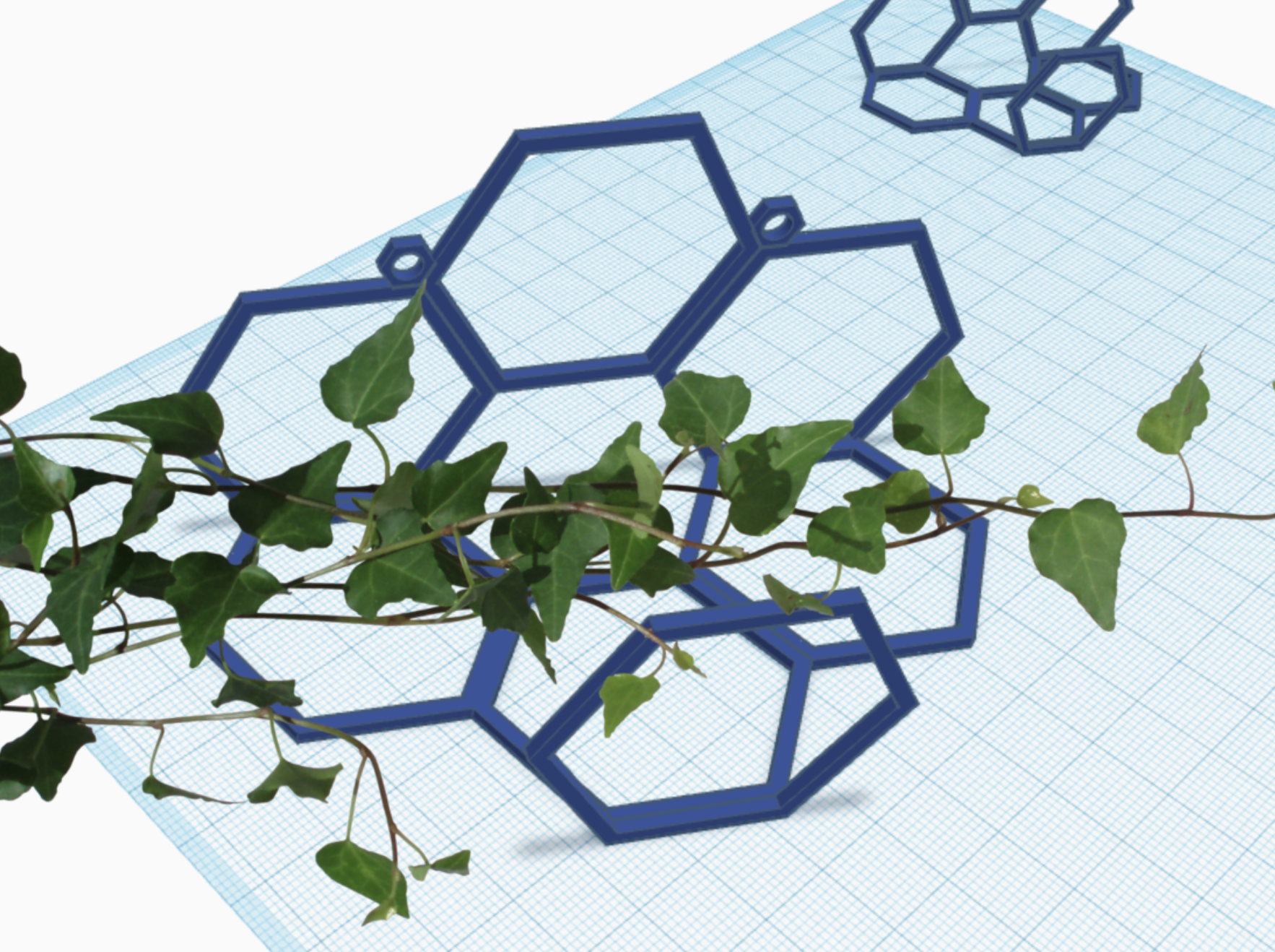 Ivy, Devils Ivy, Devils Vine Wall Holder -- Hexagonal