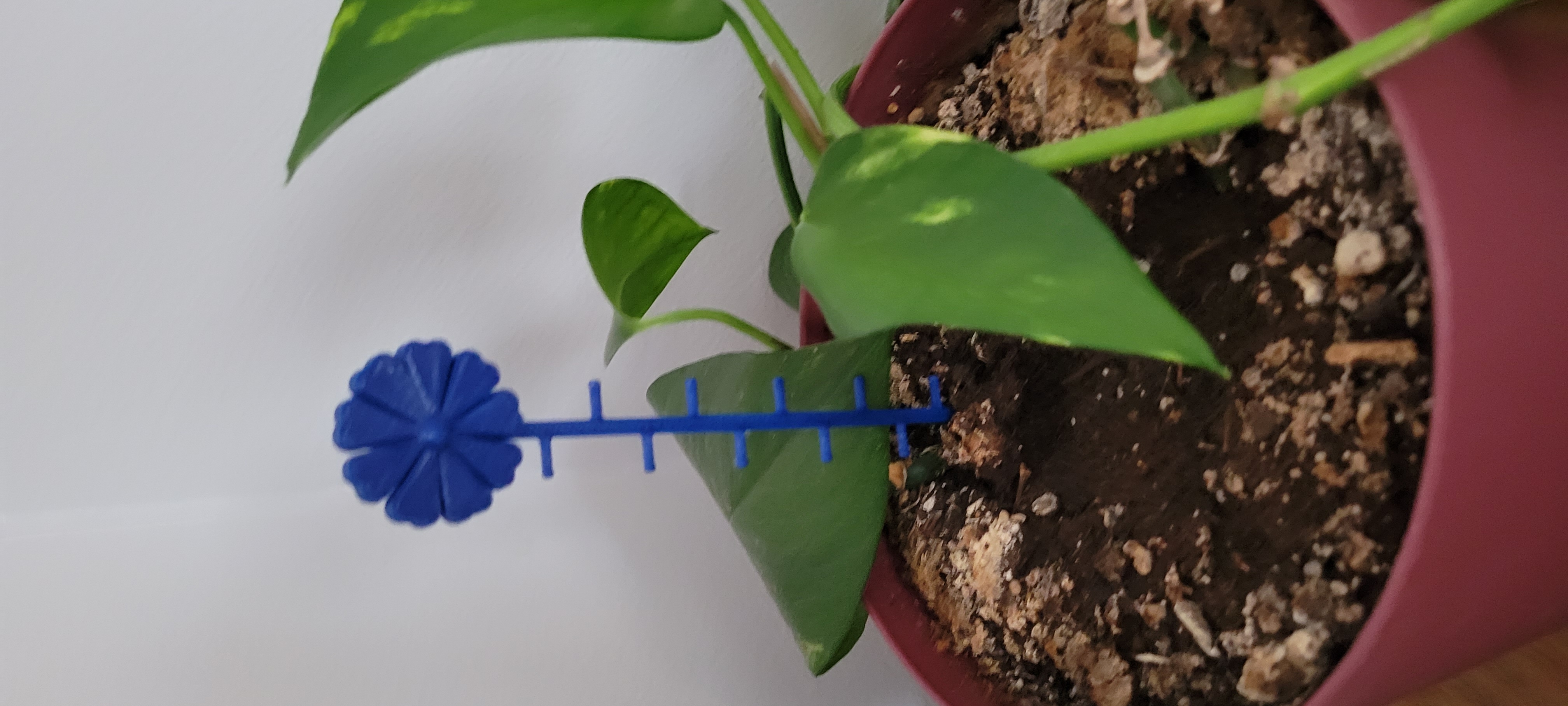 Plant Climber
