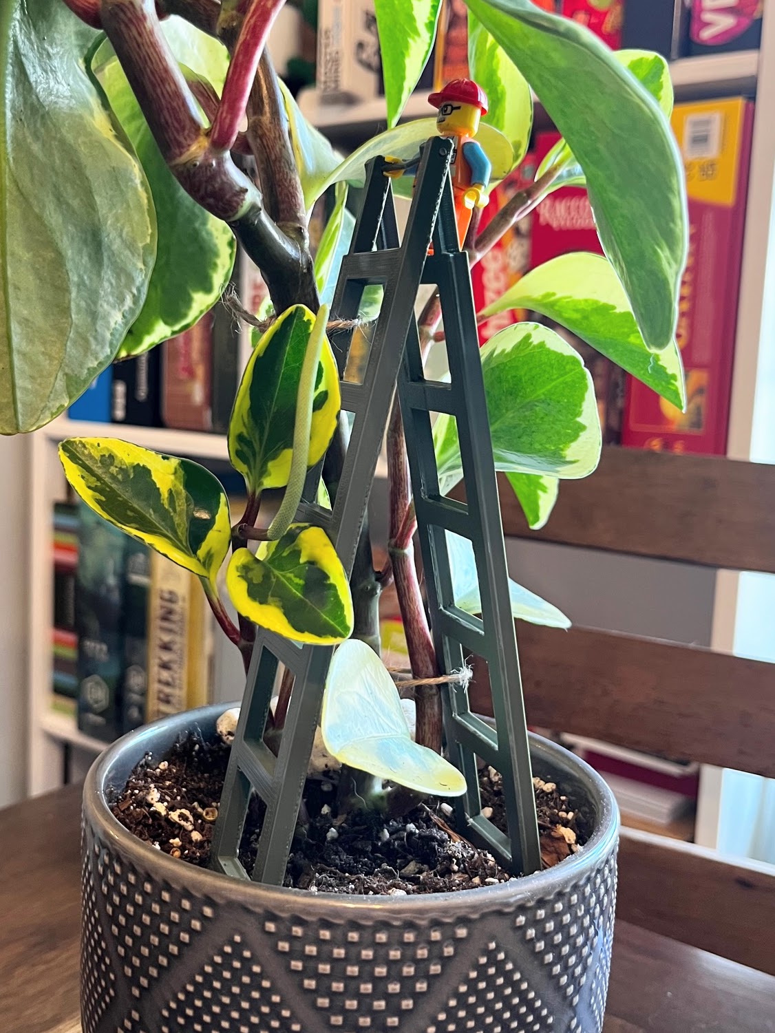 Plant Climbing Ladder