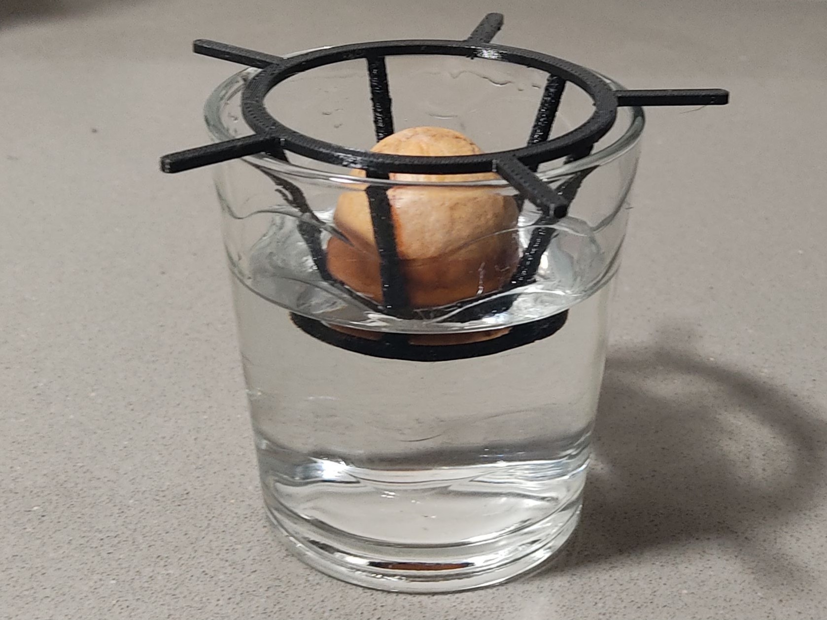 Miniatura 2 do modelo 3D Avocado germinator