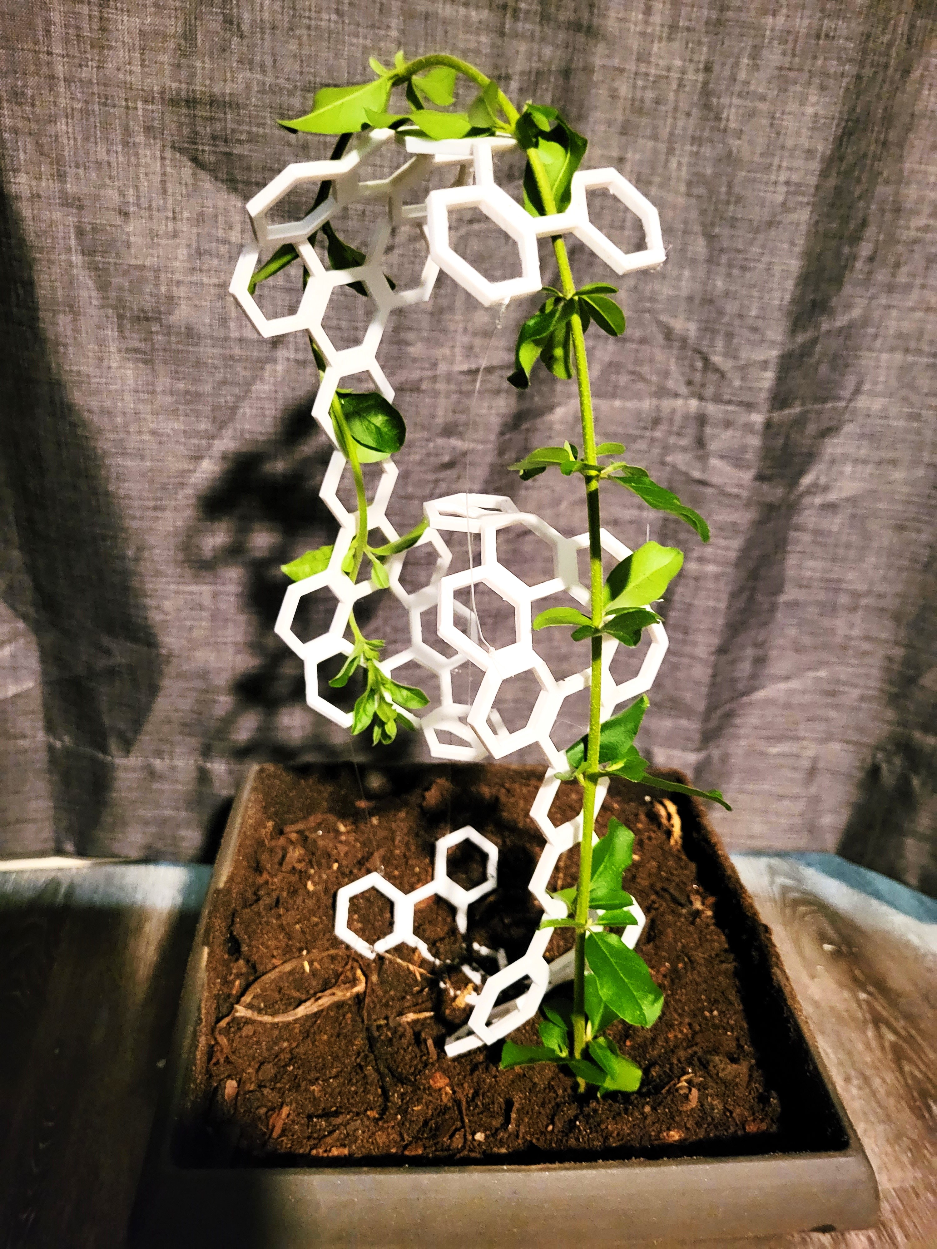 Plant Tensegrity