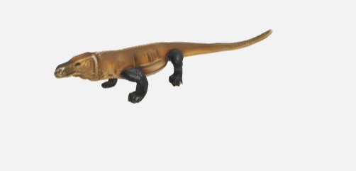 Komodo  dragons