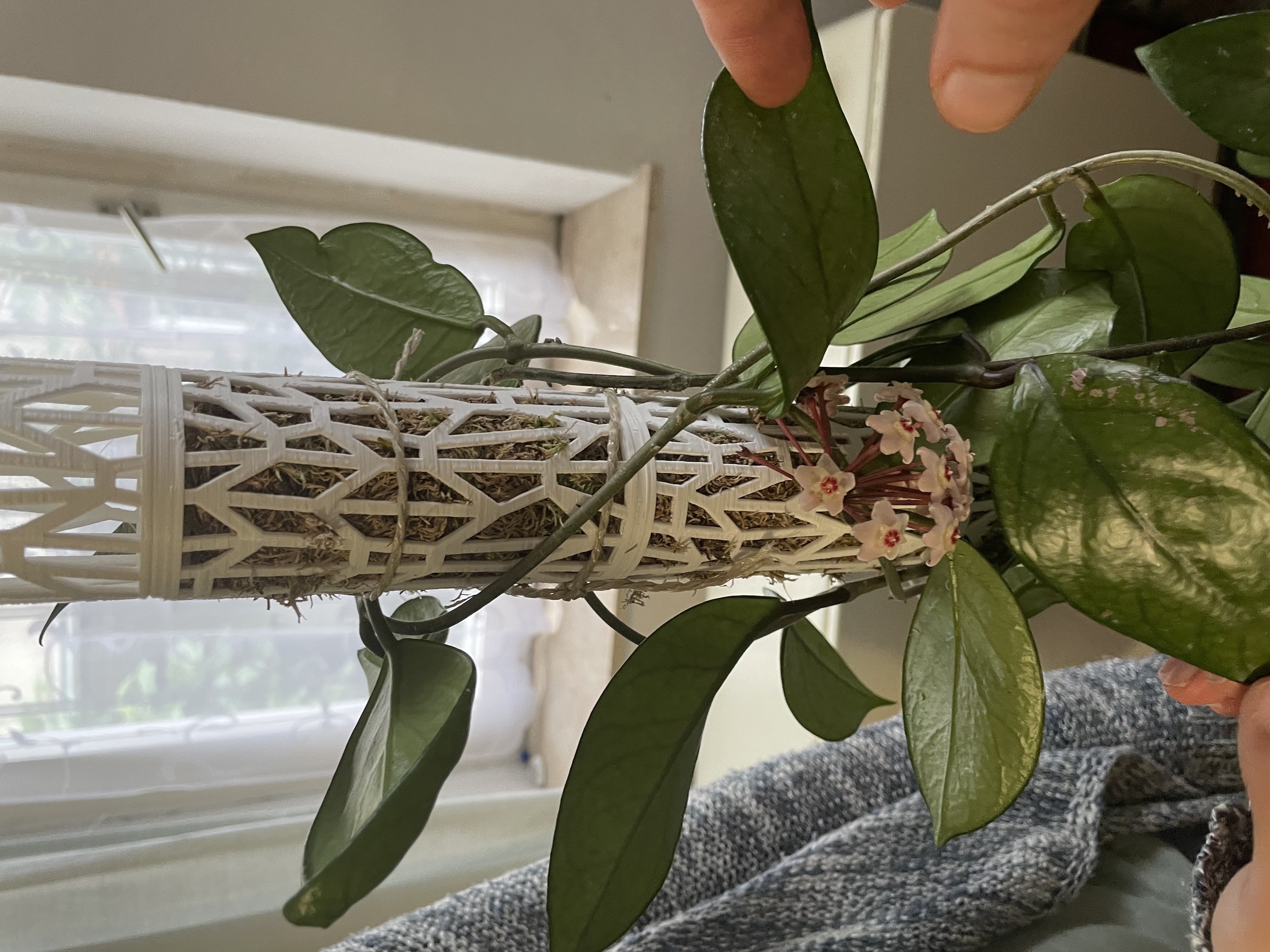 Modular ranking/climing aid for potted plants