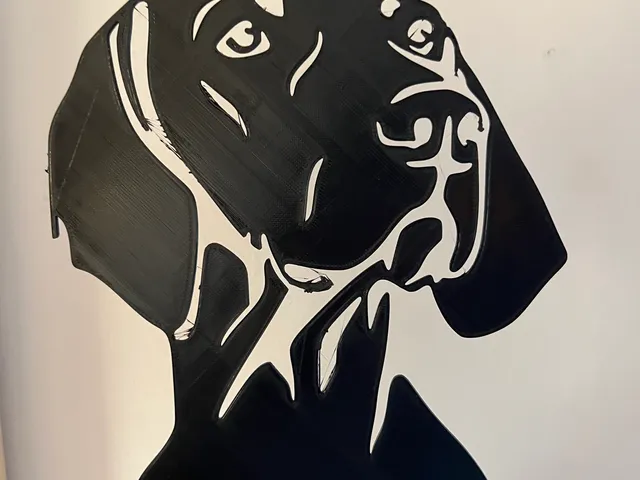 Hungarian Vizsla head