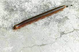 Moveable centipede