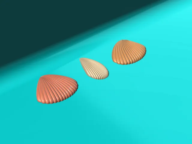Sea Shells