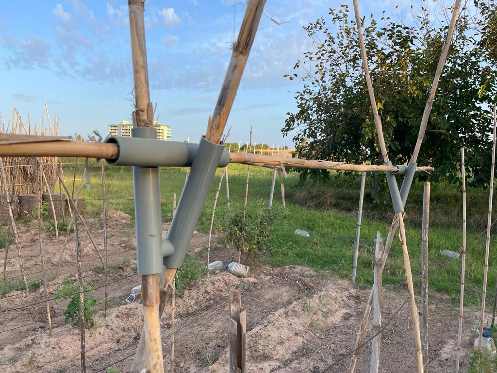 Plant Climber Structure for Tomatoes Beans and Climbing Plants