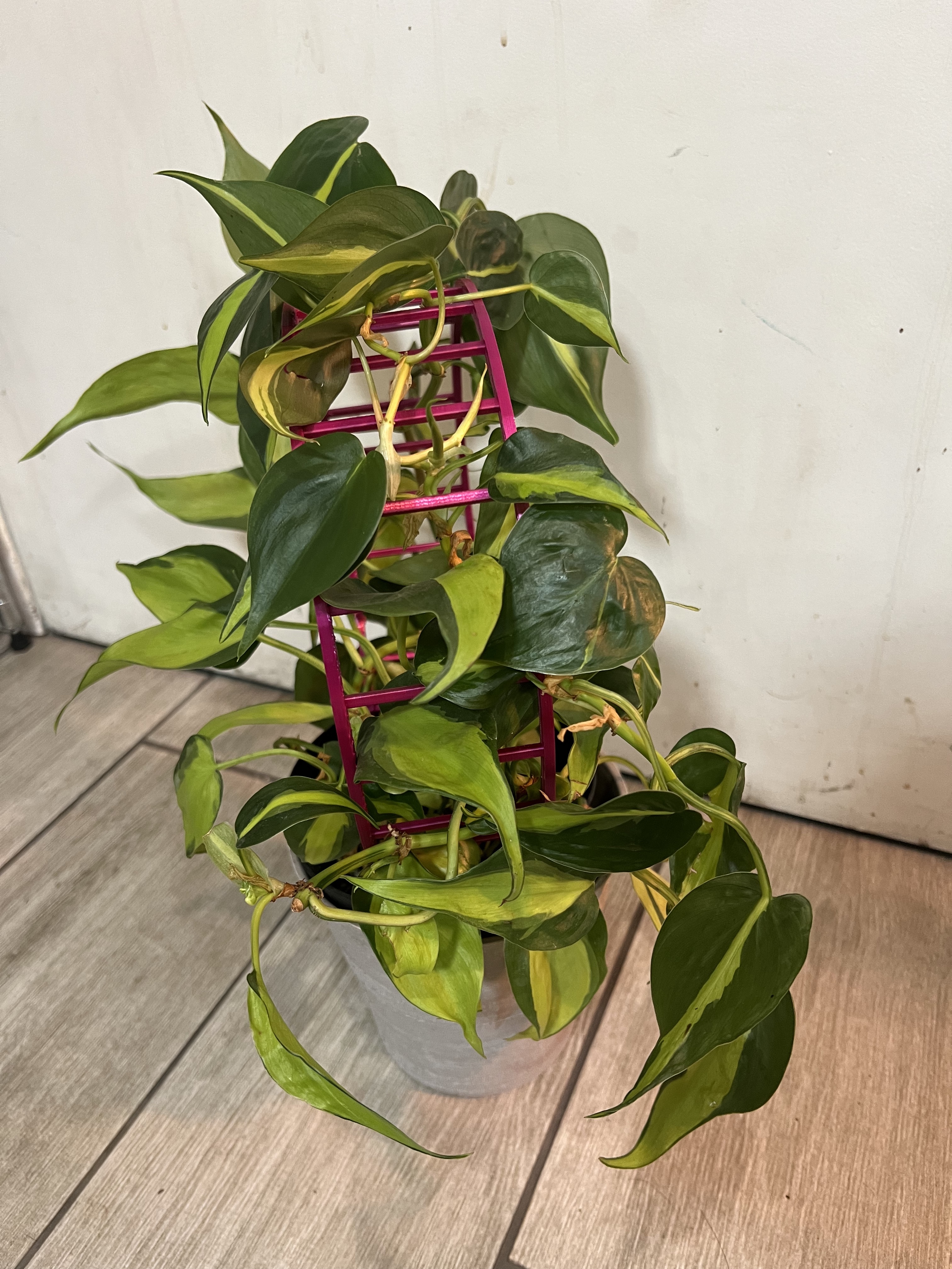 Miniatura 5 do modelo 3D Loop da loop trellis