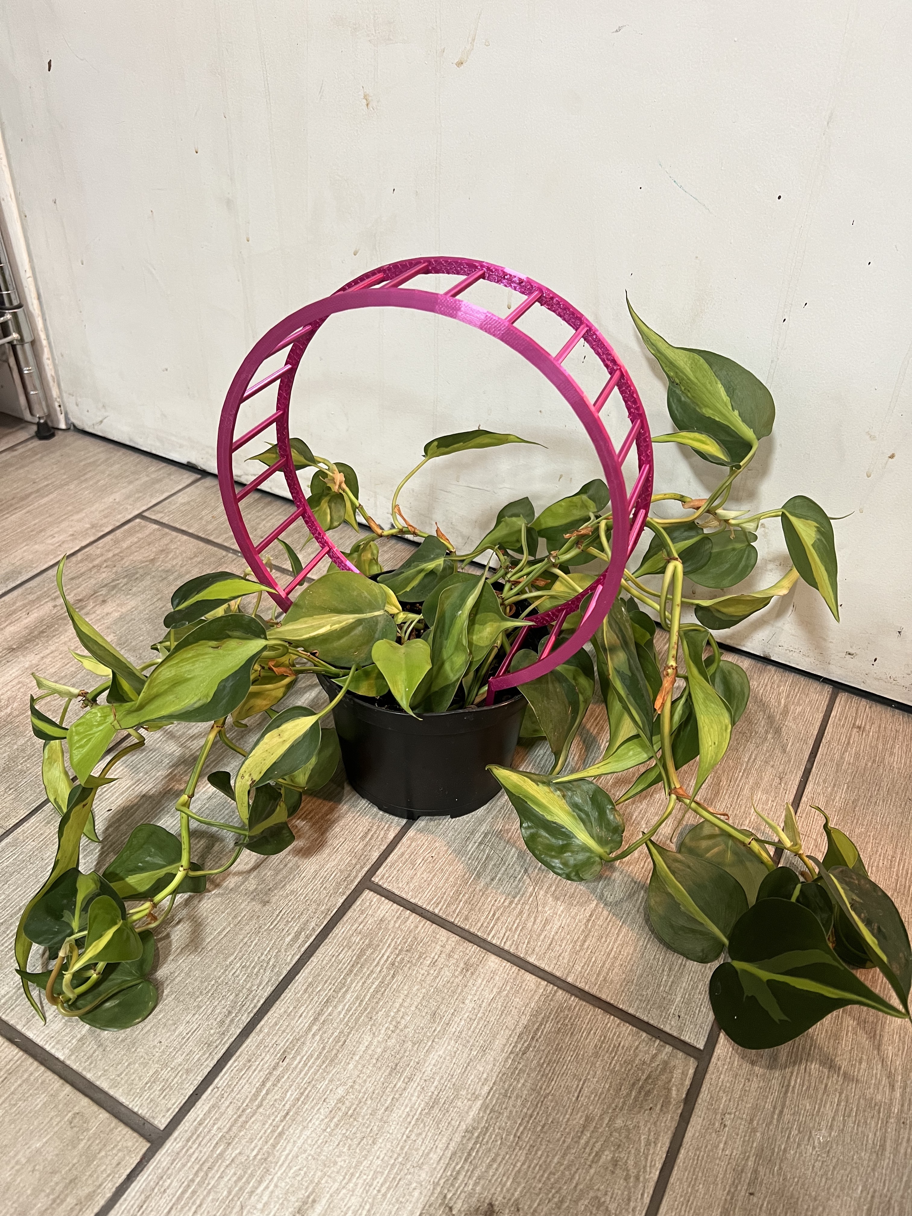 Miniatura 2 do modelo 3D Loop da loop trellis