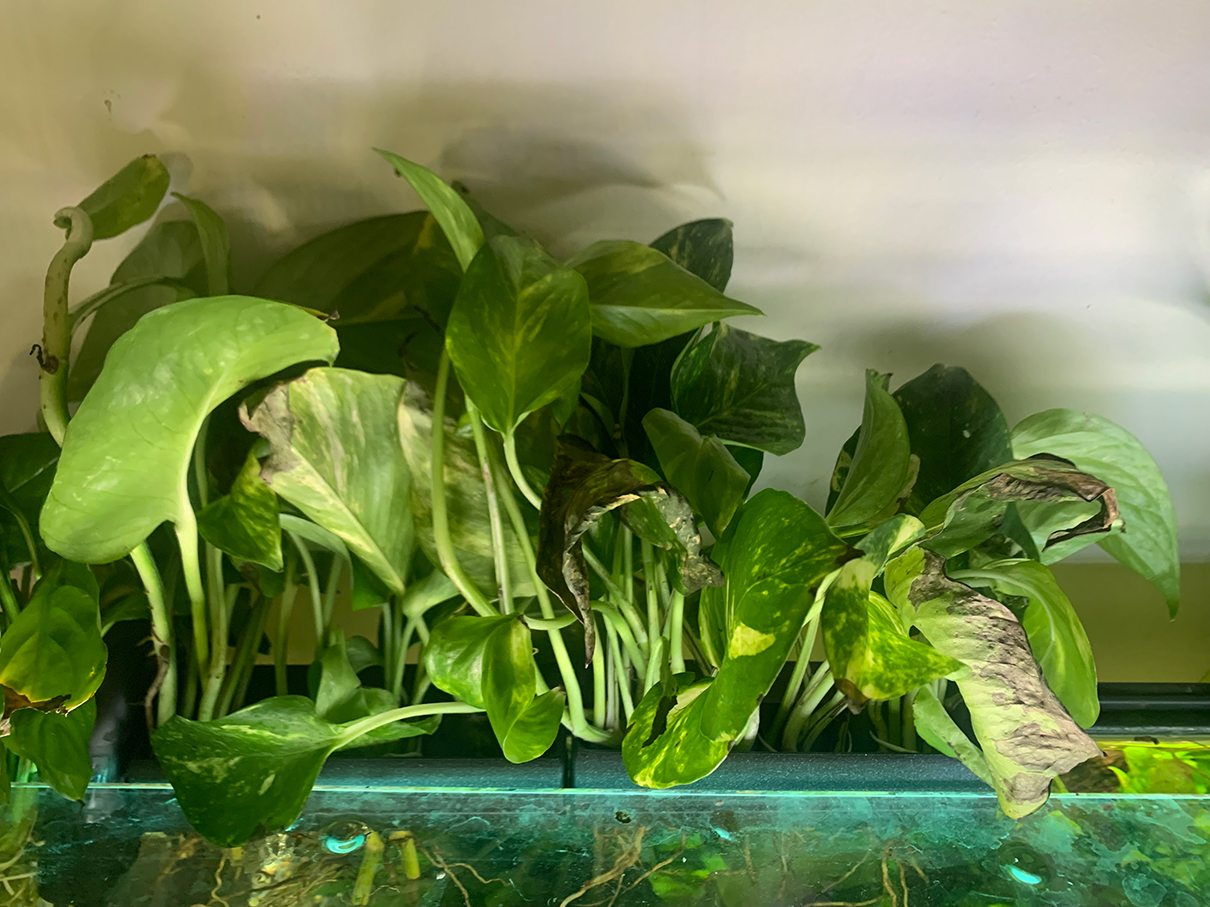 Aquarium Tank Hang On Back Planter