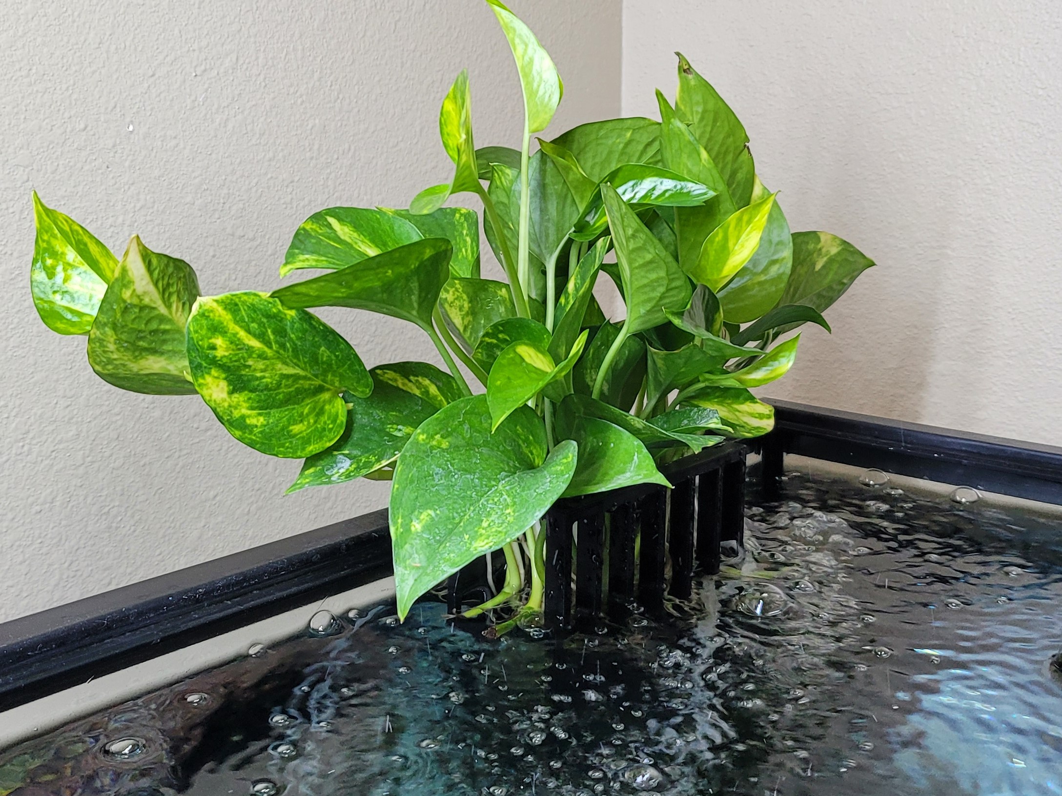 Aquarium Planter - *no supports needed*