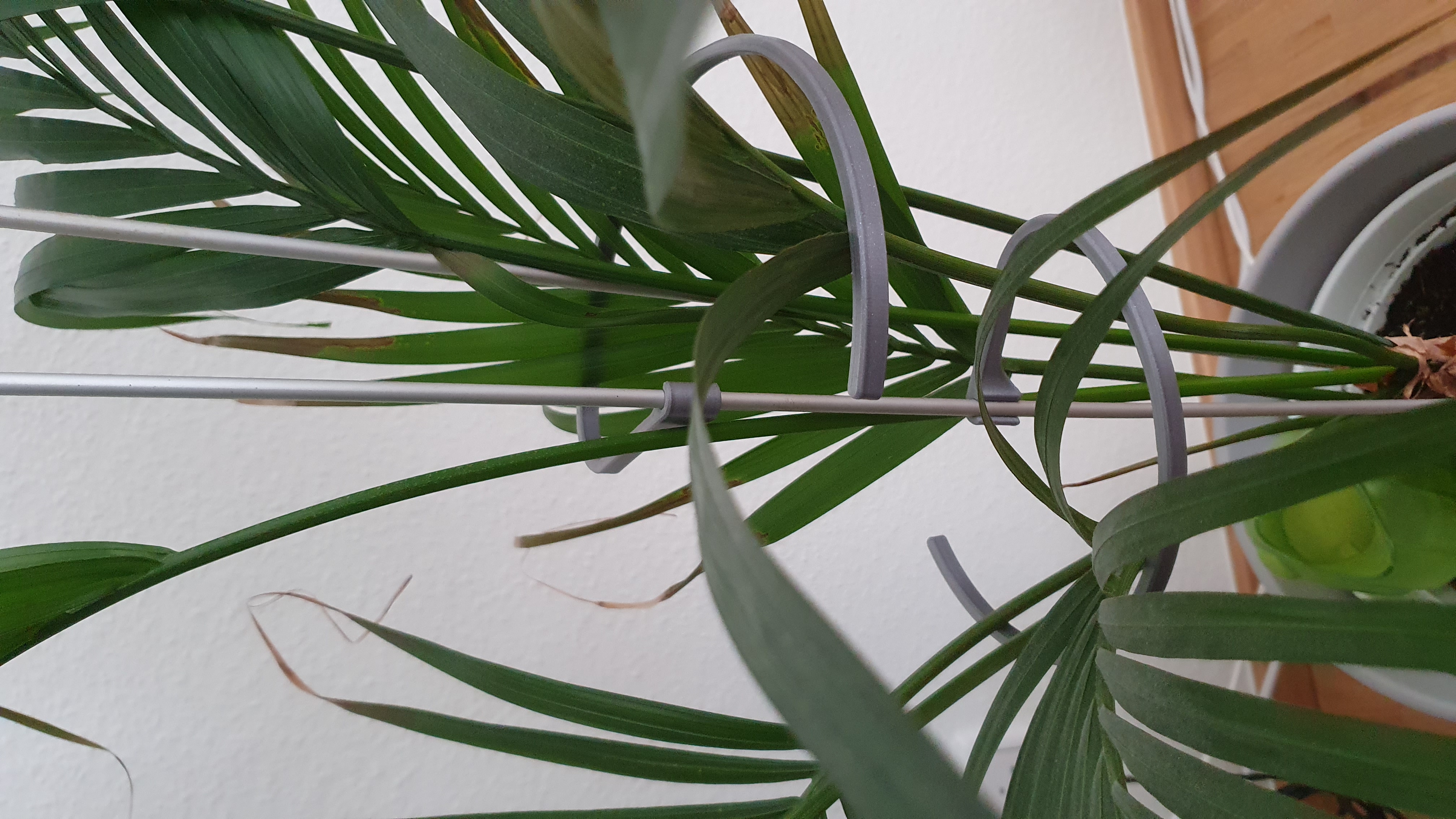 Plant support ring