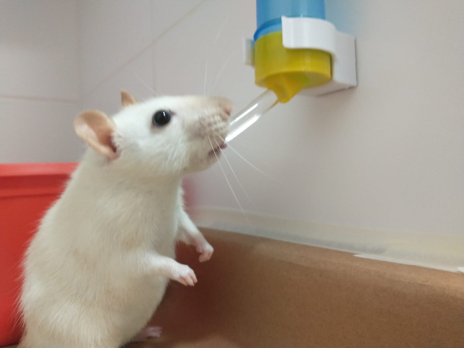 Water fountain bracket to rats and hamsters
