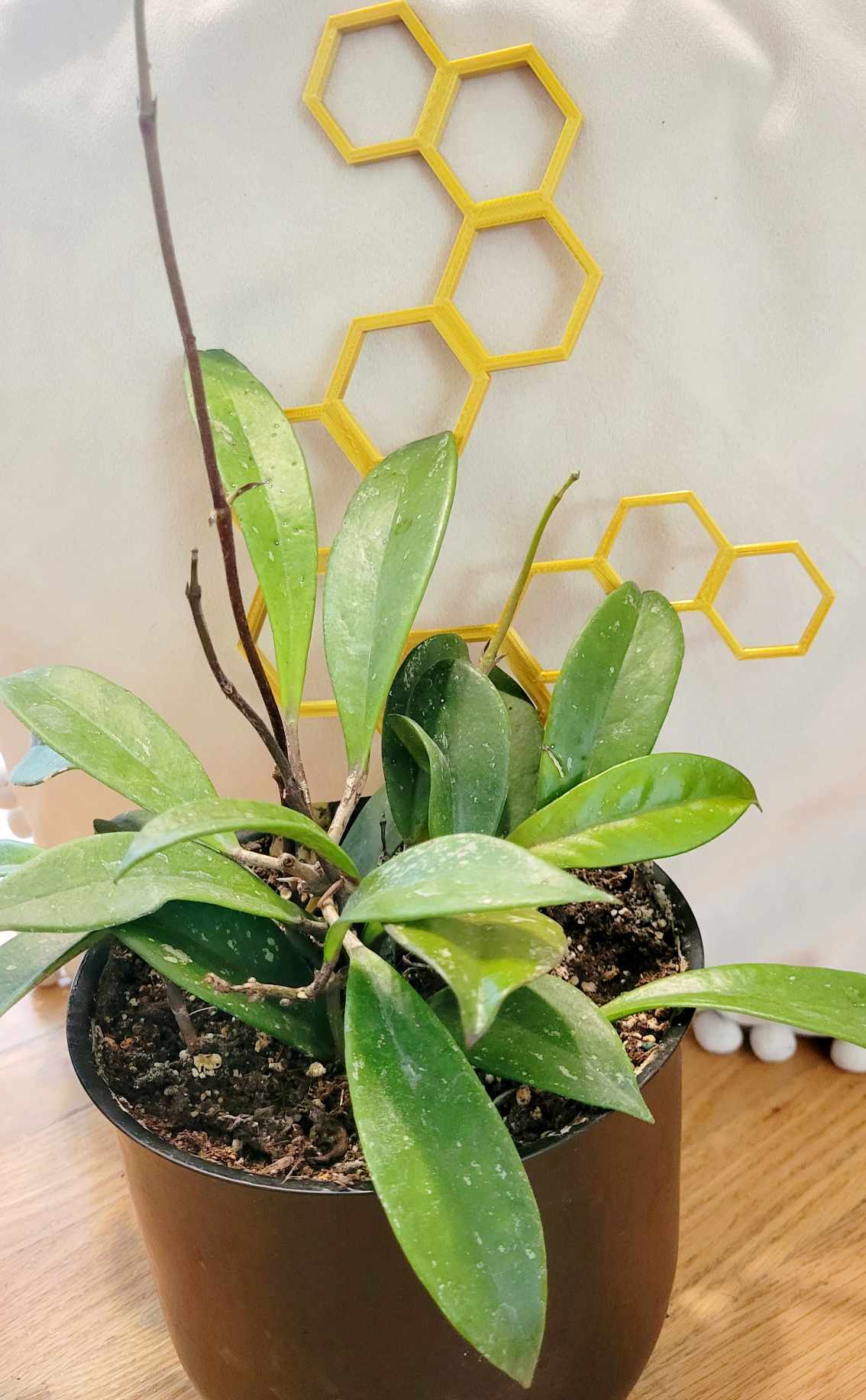 Many Hex Trellis