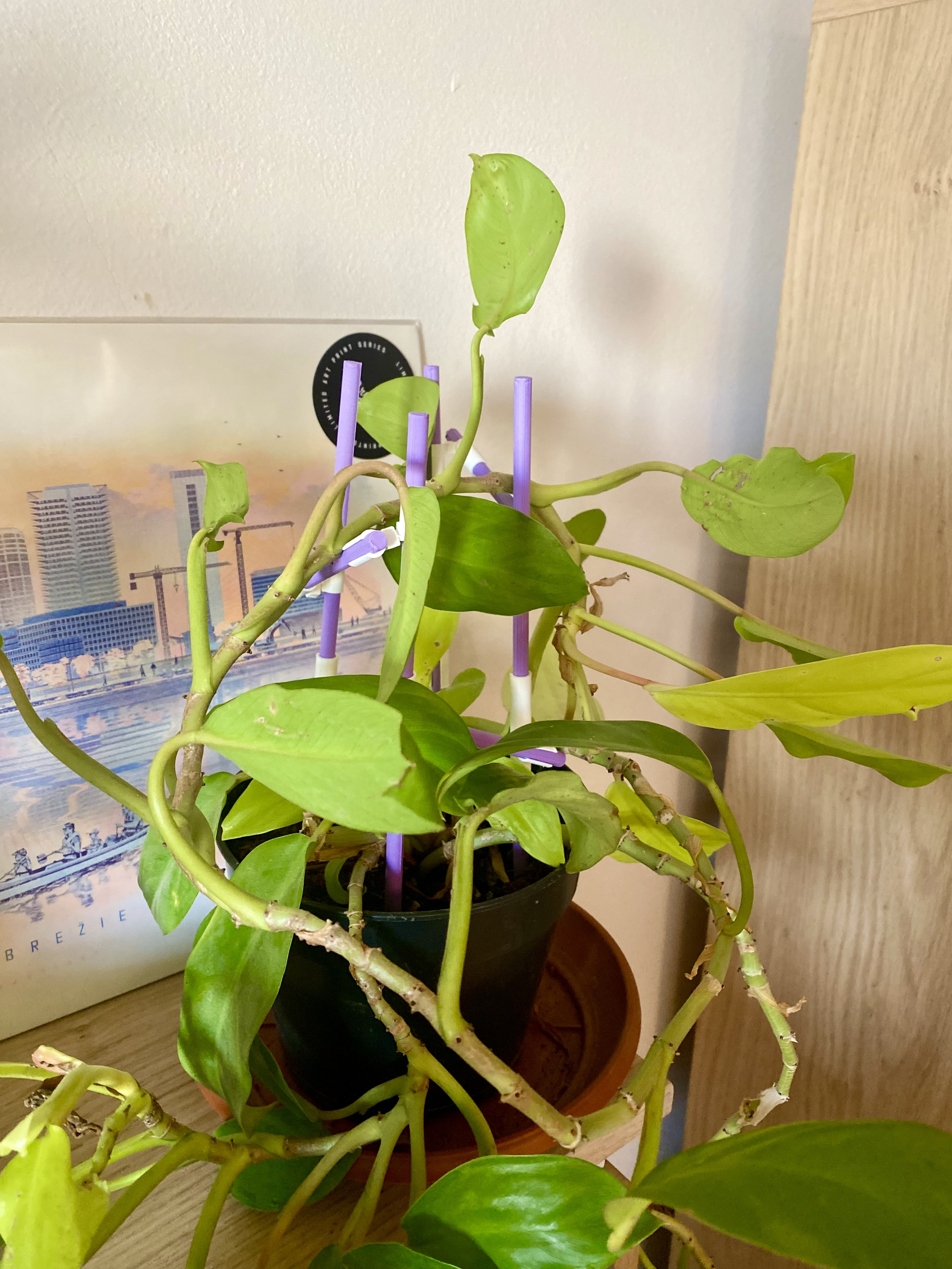 Modular Plant Climber