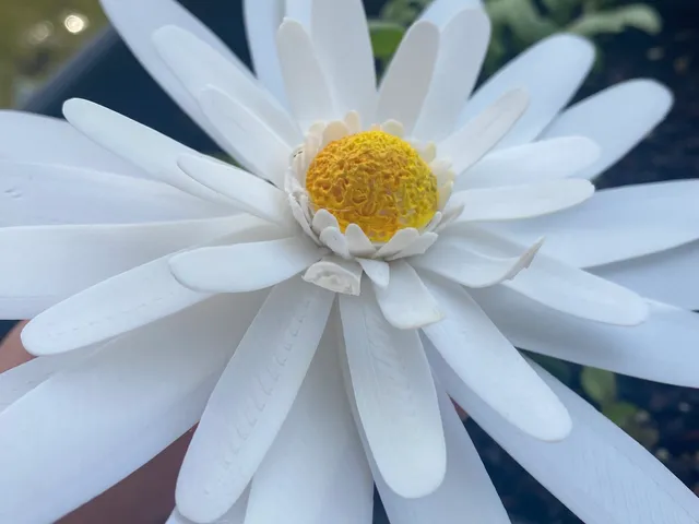 Realistic Daisy