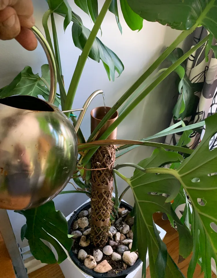 big monstera leaf Monstera Leaves in Glass 40