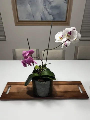 Orchid /Plant Base Riser